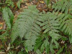 Polystichum sylvaticum. Mature plant growing from an erect rhizome.
 Image: L.R. Perrie © Leon Perrie CC BY-NC 3.0 NZ